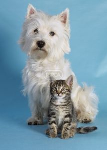 West Highland Terrier & Kitten