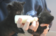 RSPCA East Berkshire - Fostering box RSPCA East Berkshire - Fostering box