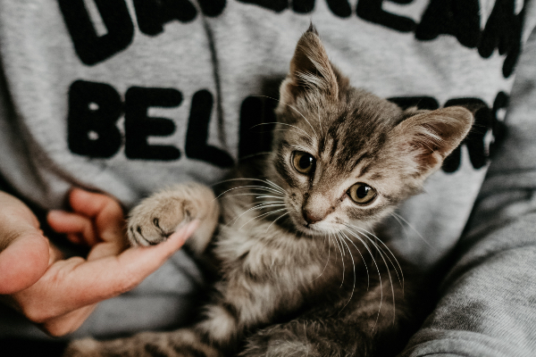 Kitten How To Help Kitten How To Help