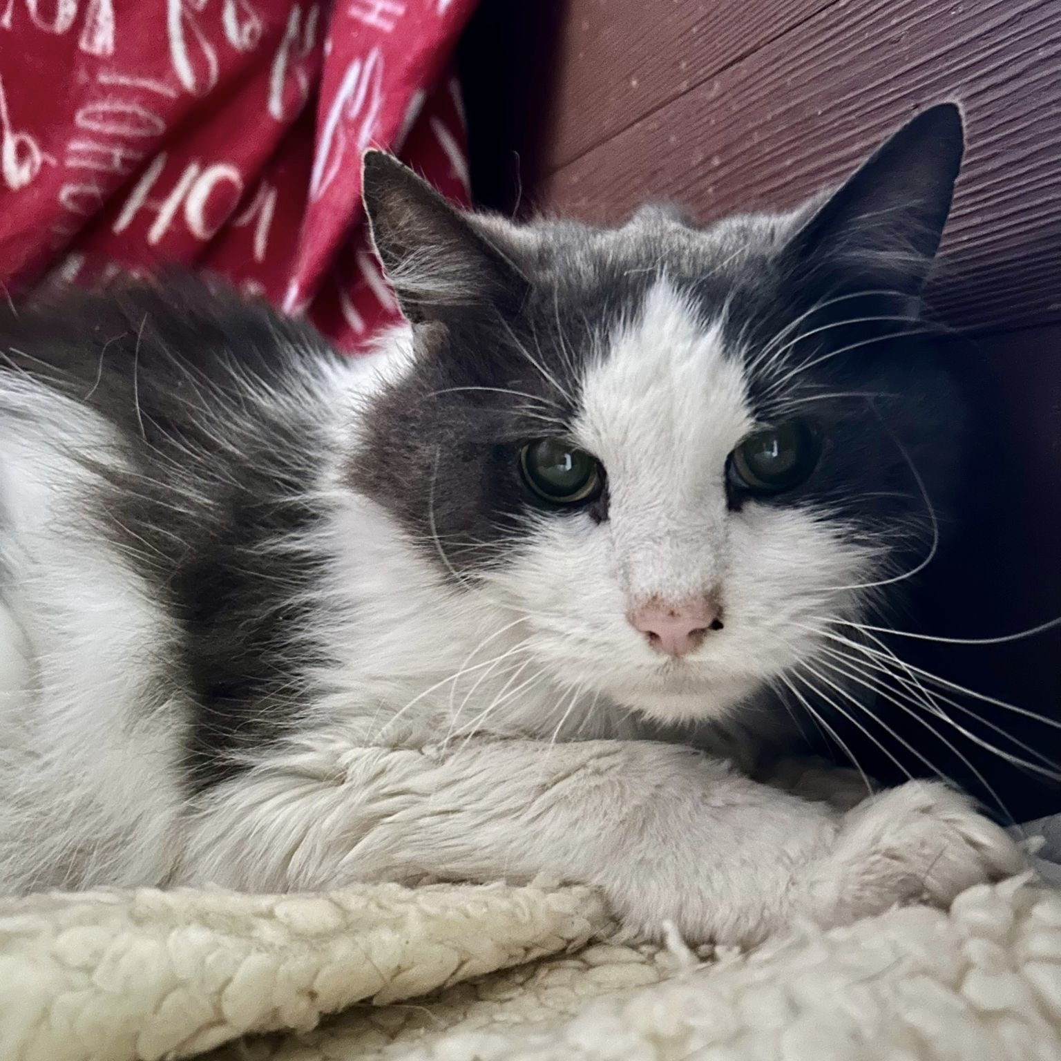 RESERVED Fluffy