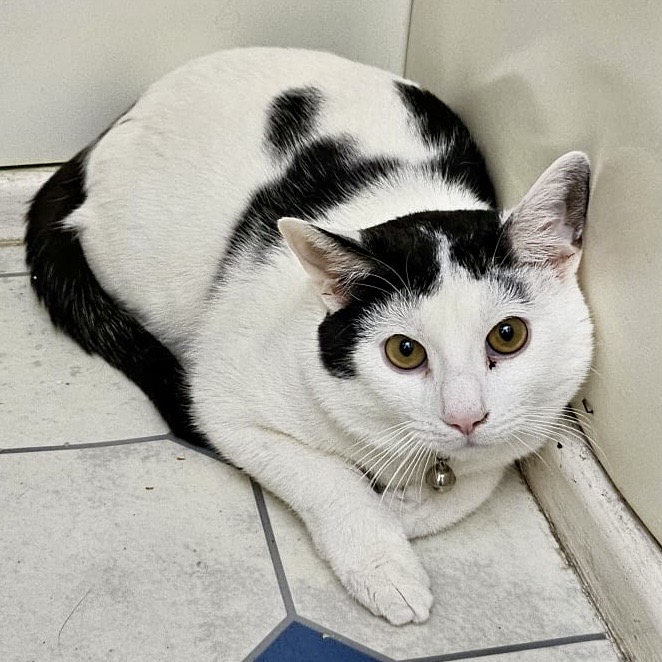 Oreo