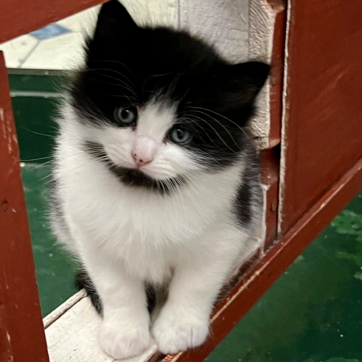 Rosie