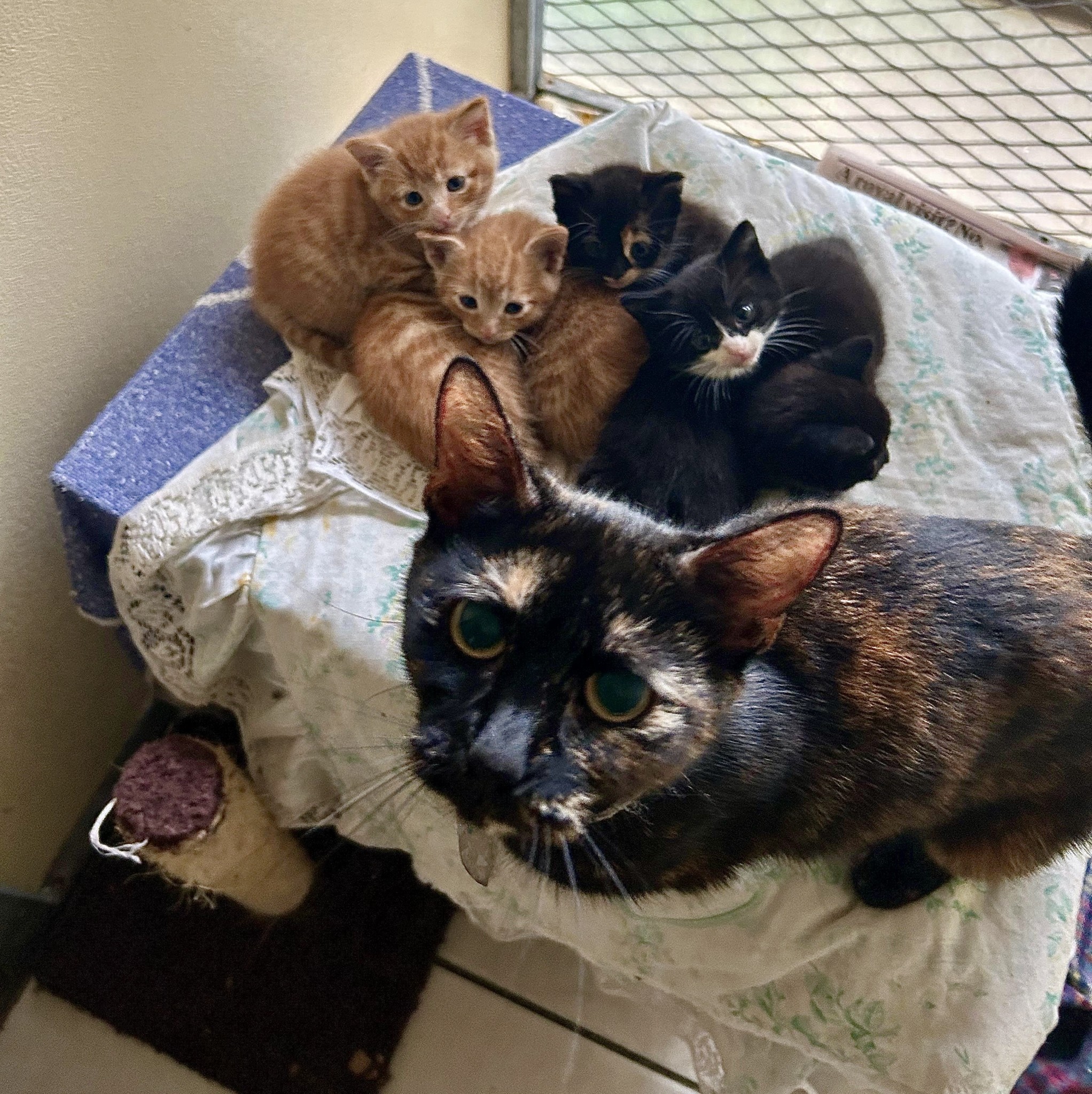 Minnie RESERVED