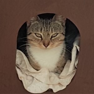 No Image Found