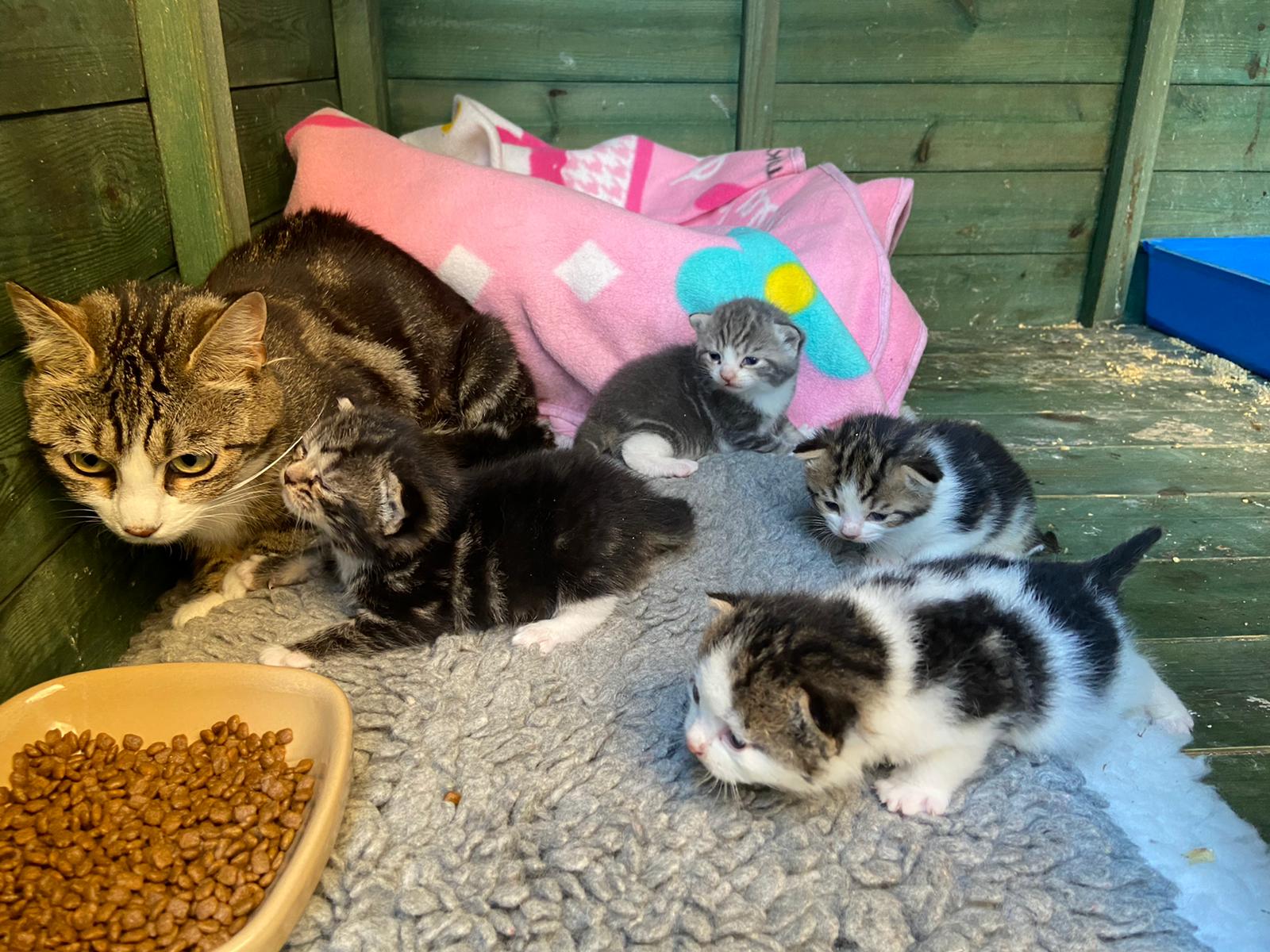 Generic Kitten Enquiry