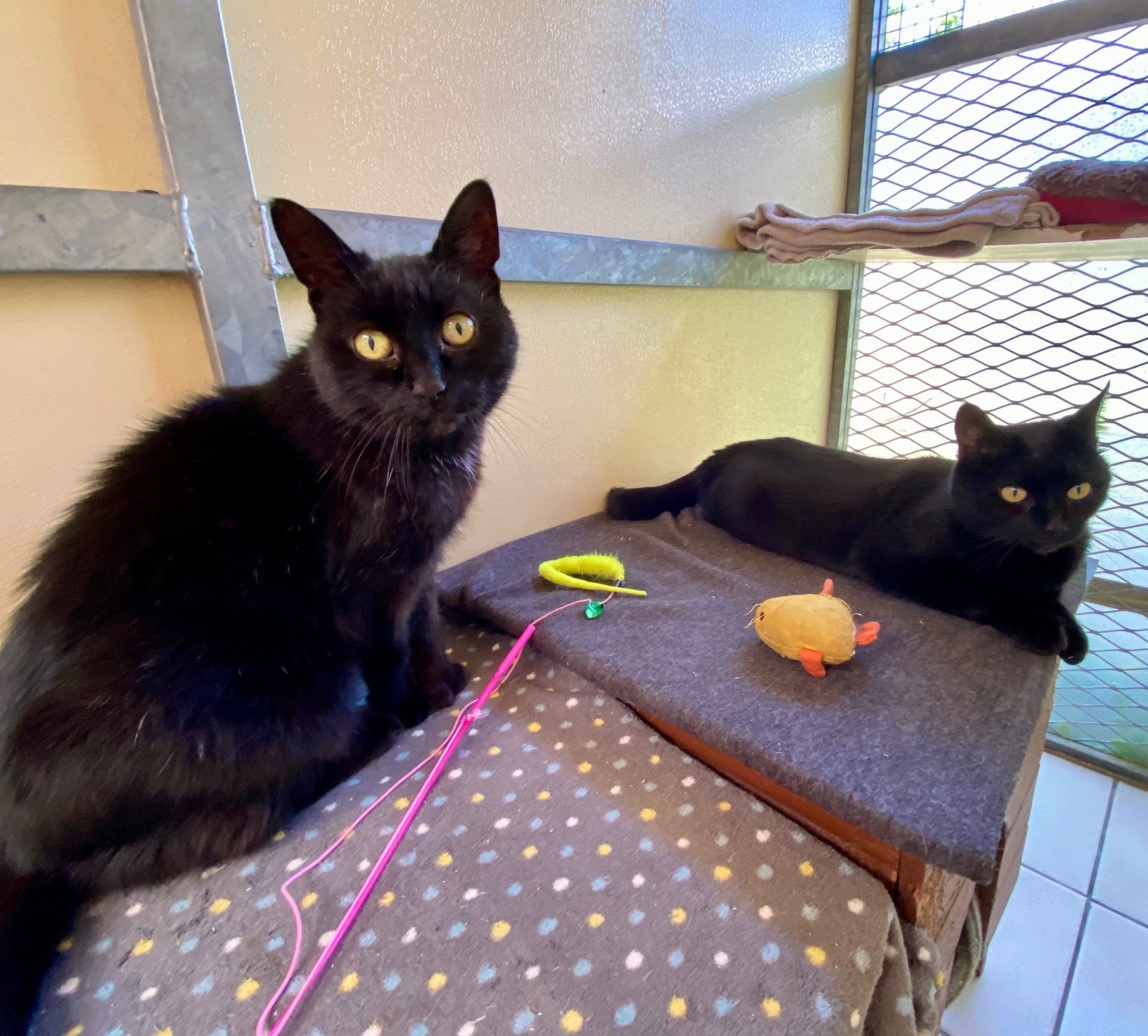 Bow and Duchesa RESERVED