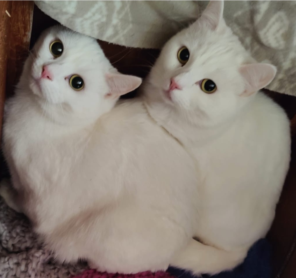 Cassie & Luna - ADOPTED