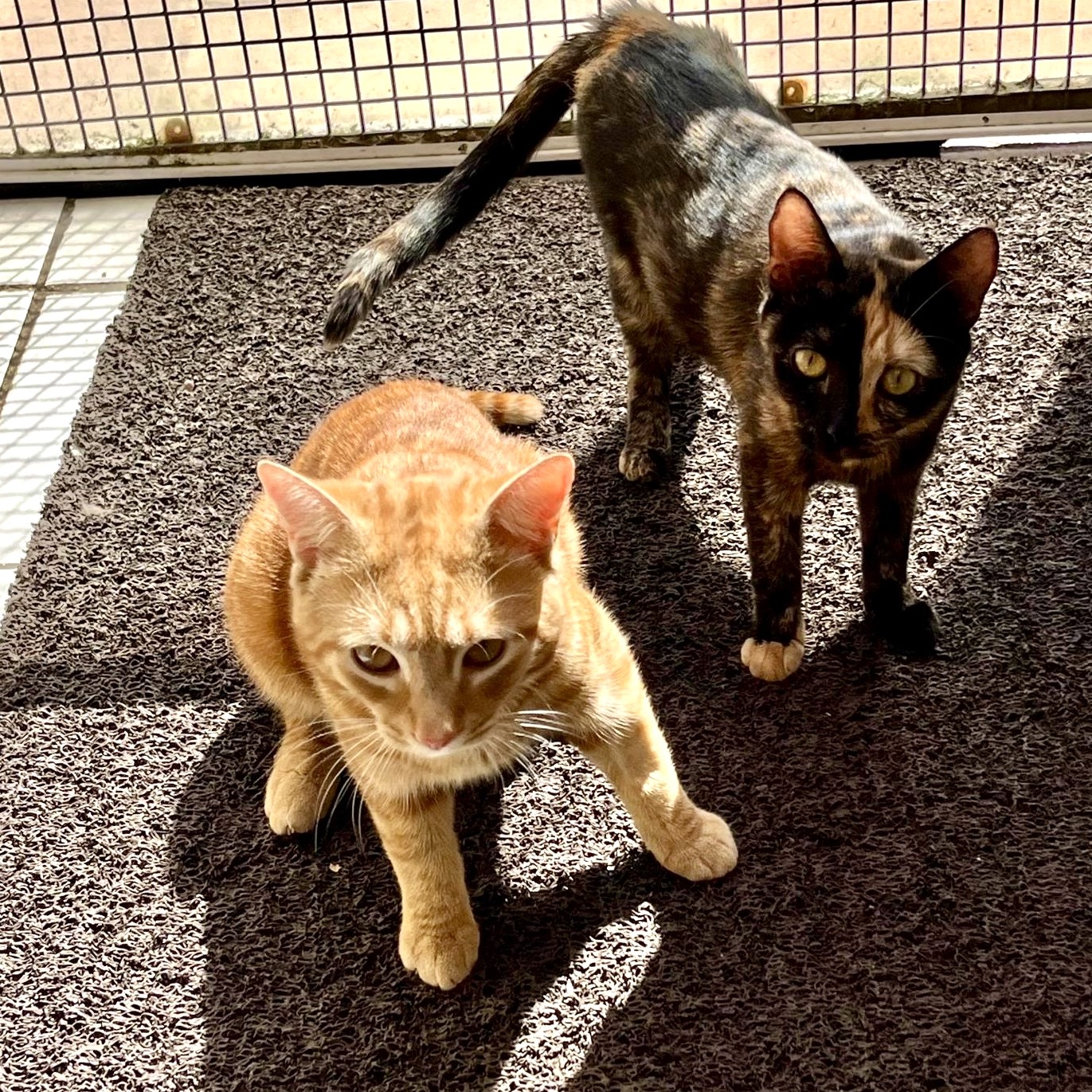 Cookie and Jaffa RESERVED
