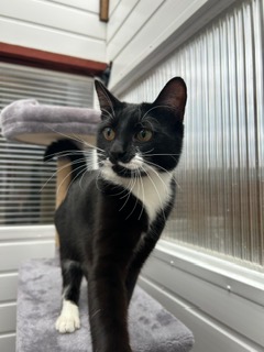 Domino