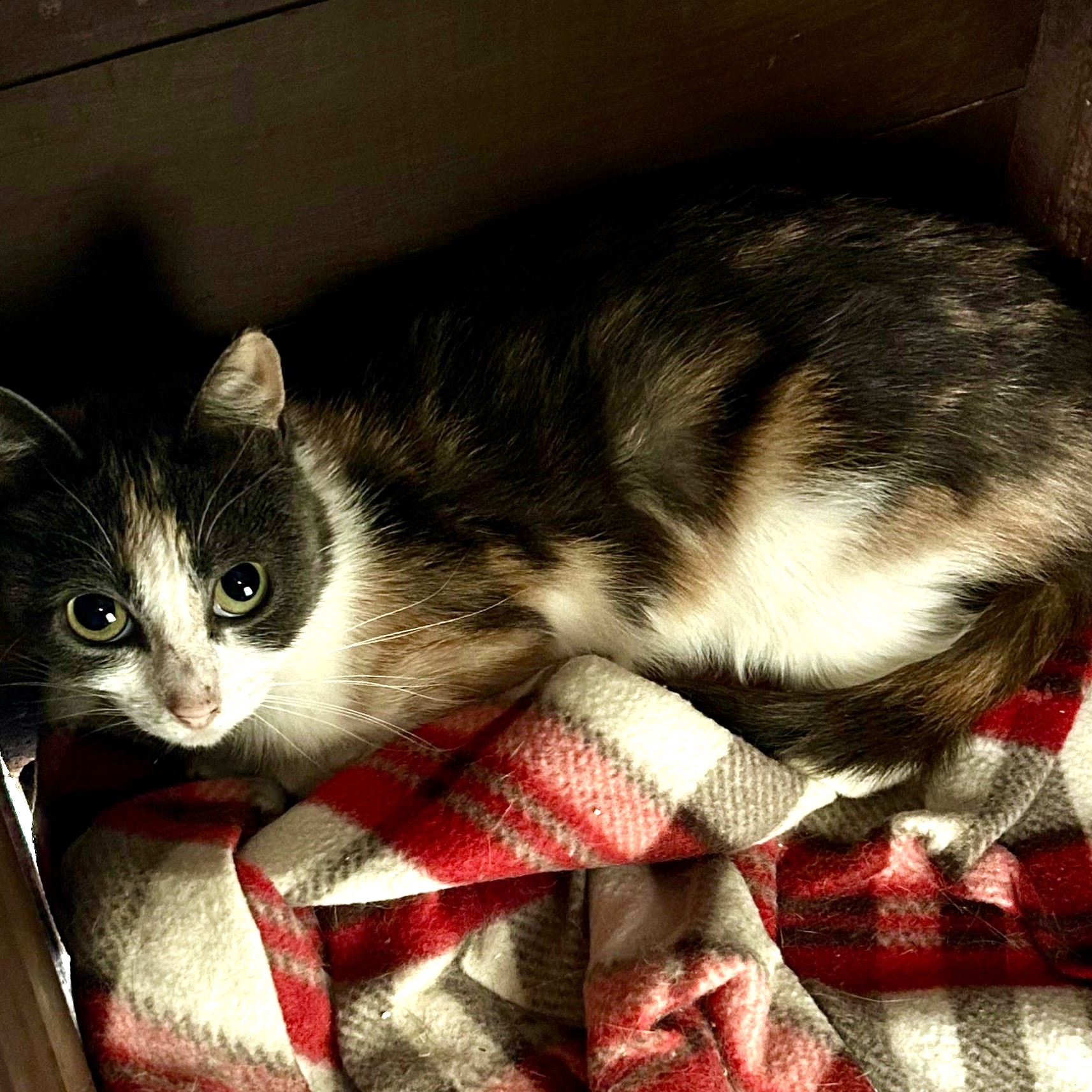 Fifi RESERVED