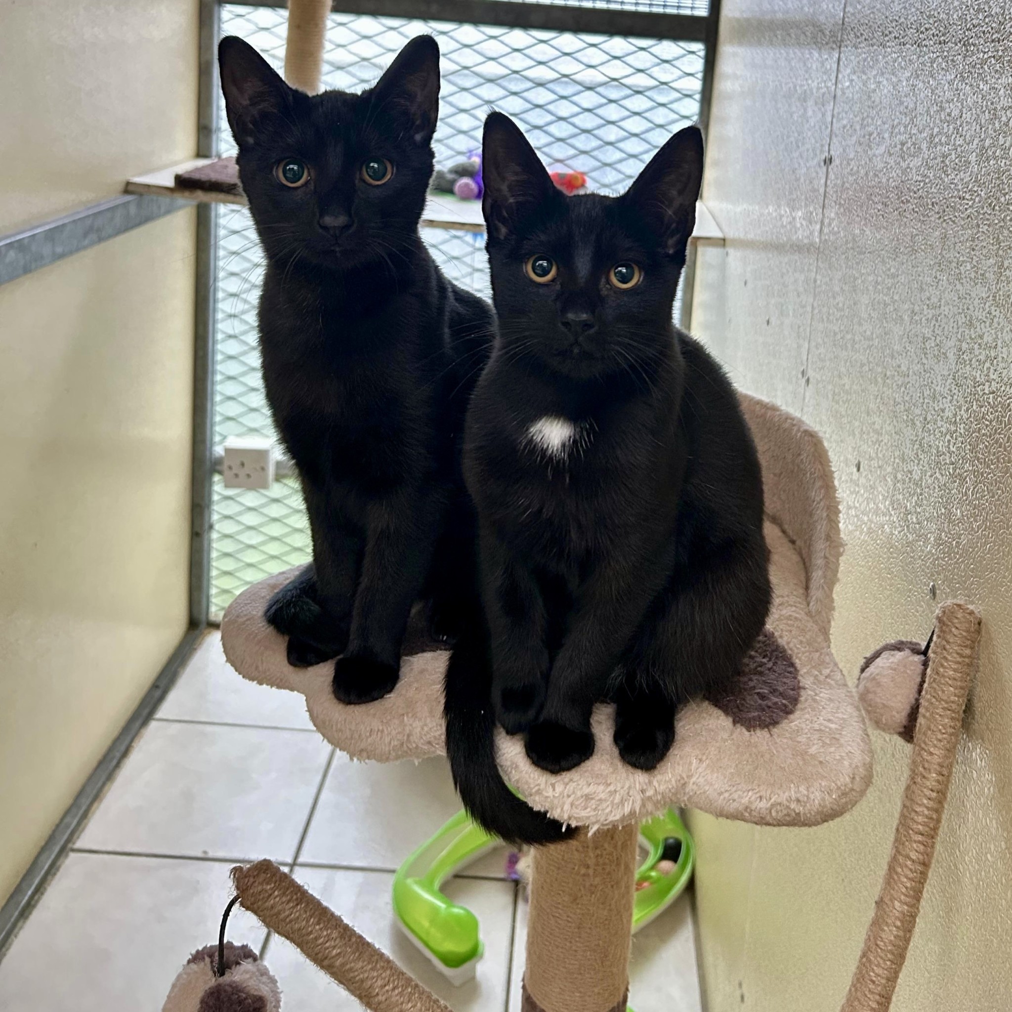 Flora (white chest) and Mimi RESERVED