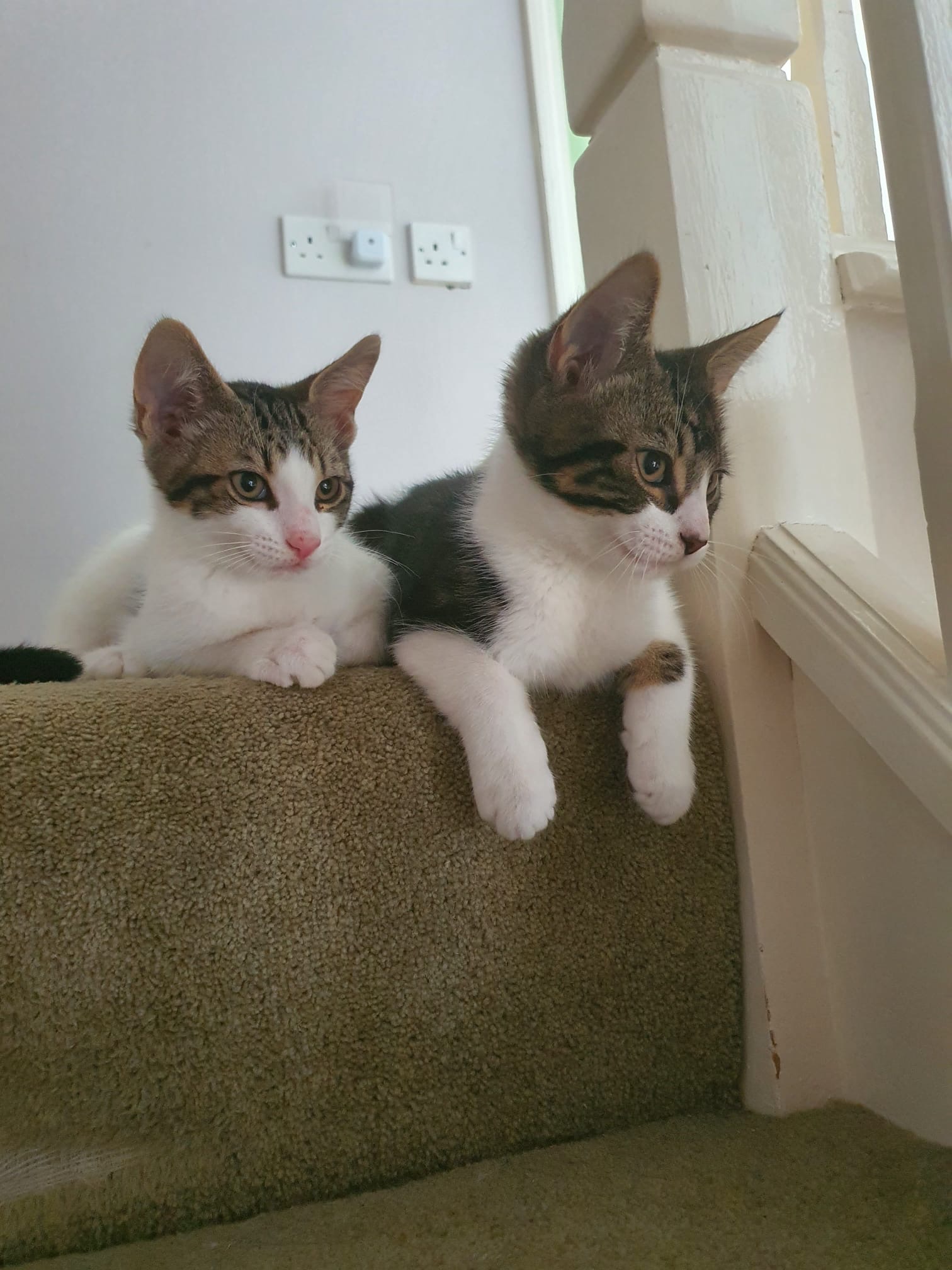 Heathcliffe and Timmy - RESERVED