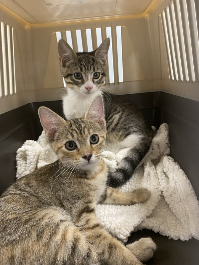 Jules & Rimet RESERVED