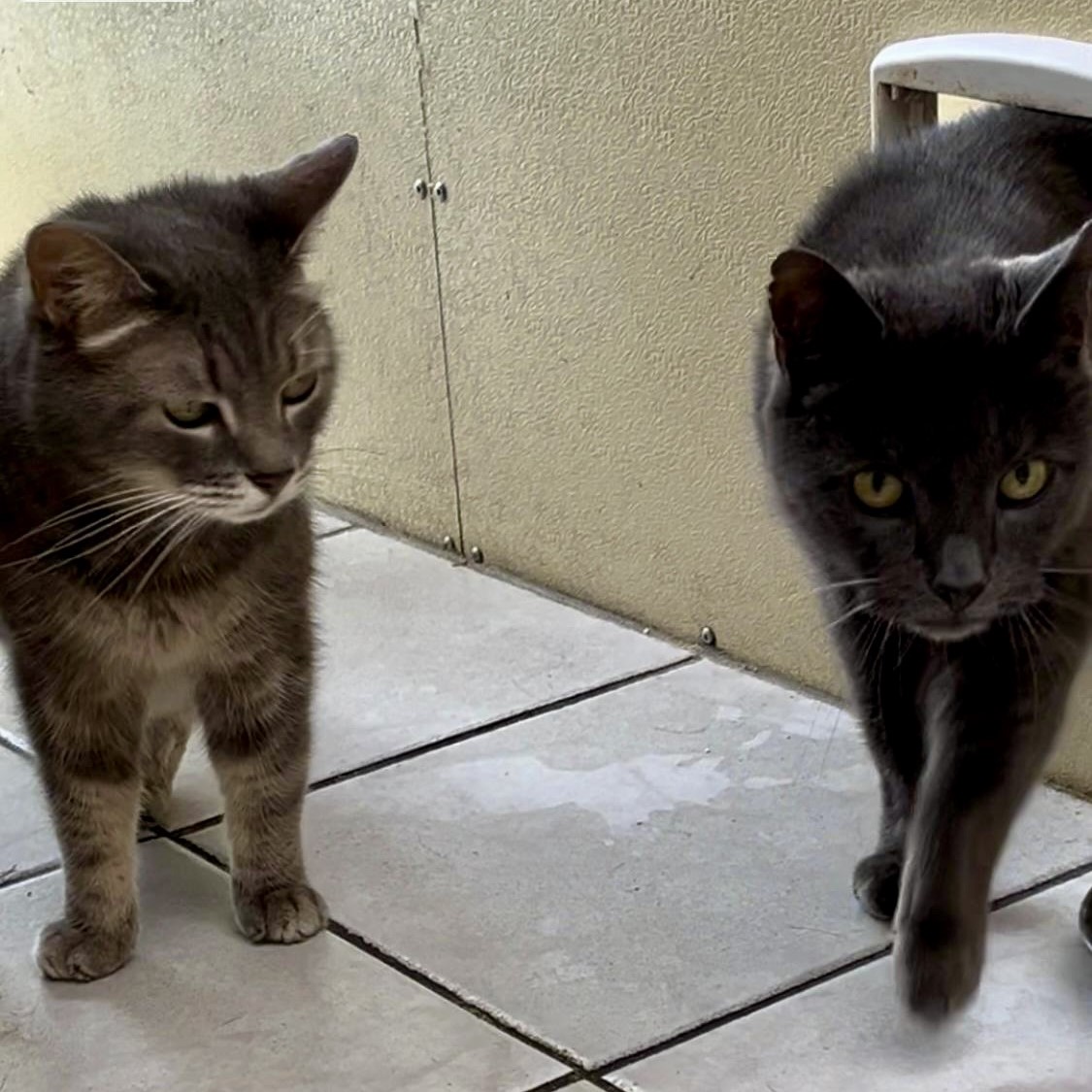 Ollie and Oscar RESERVED