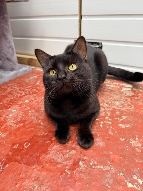 Rolo