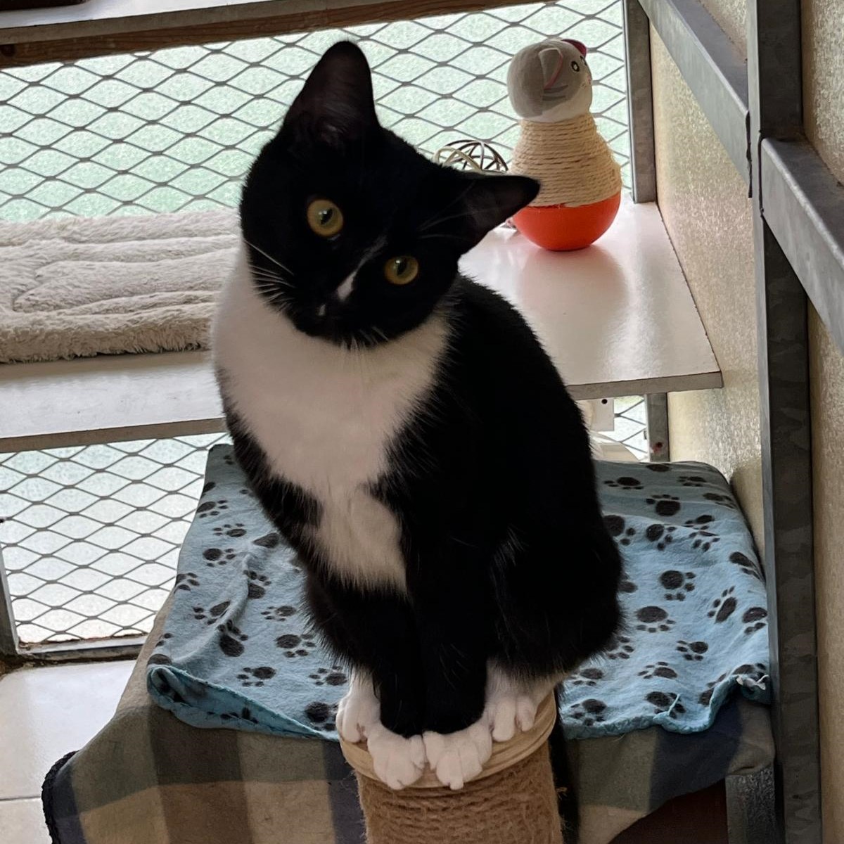 Scarlet - ADOPTED