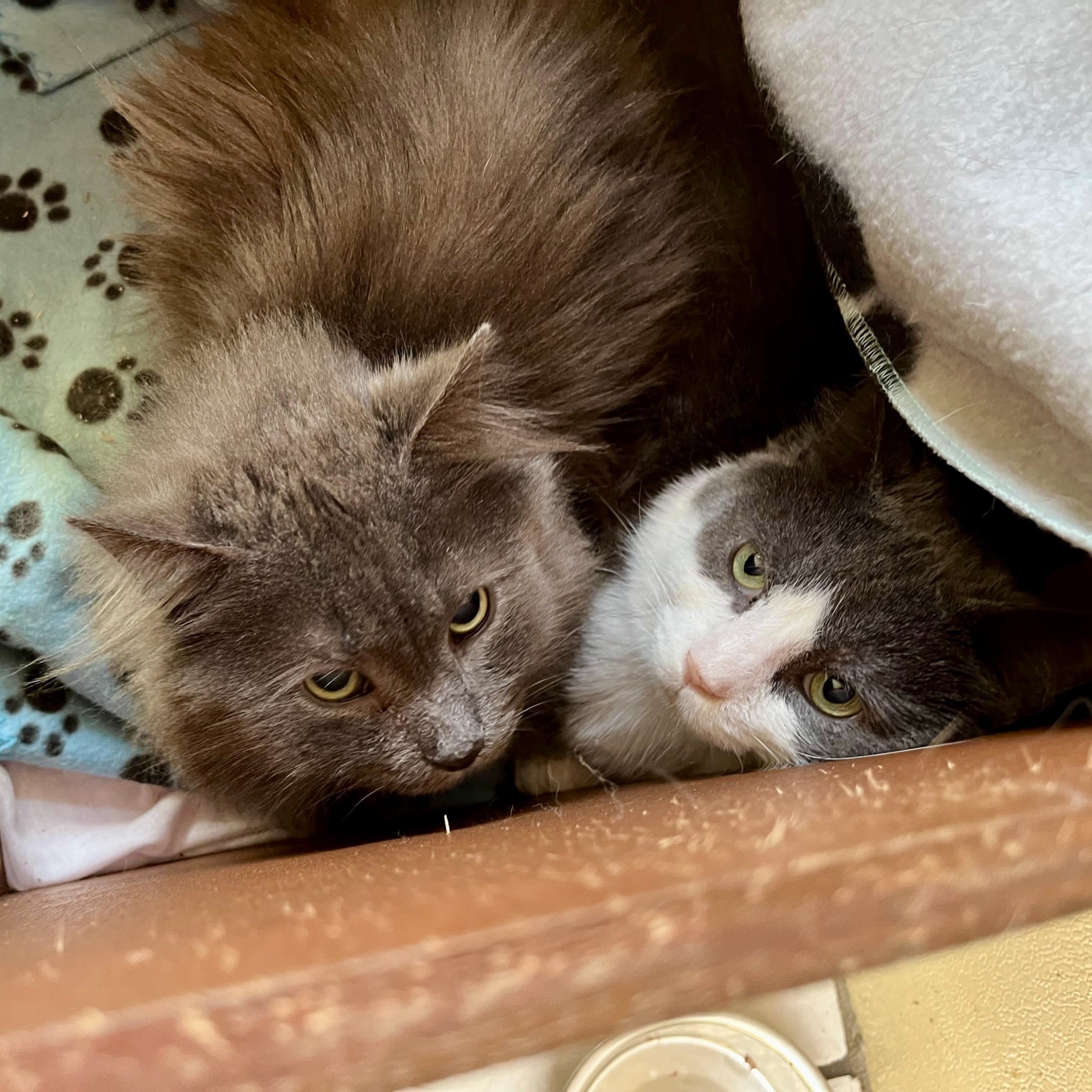 Smoky and Niko RESERVED