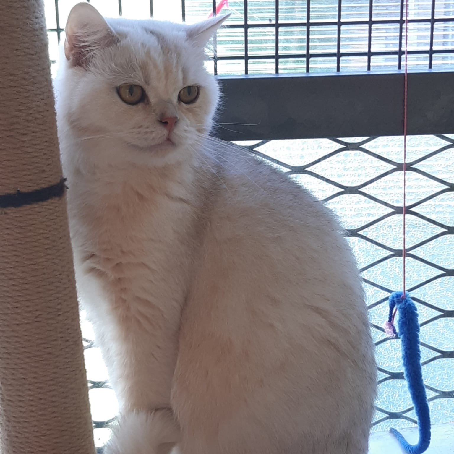 Snowkins RESERVED