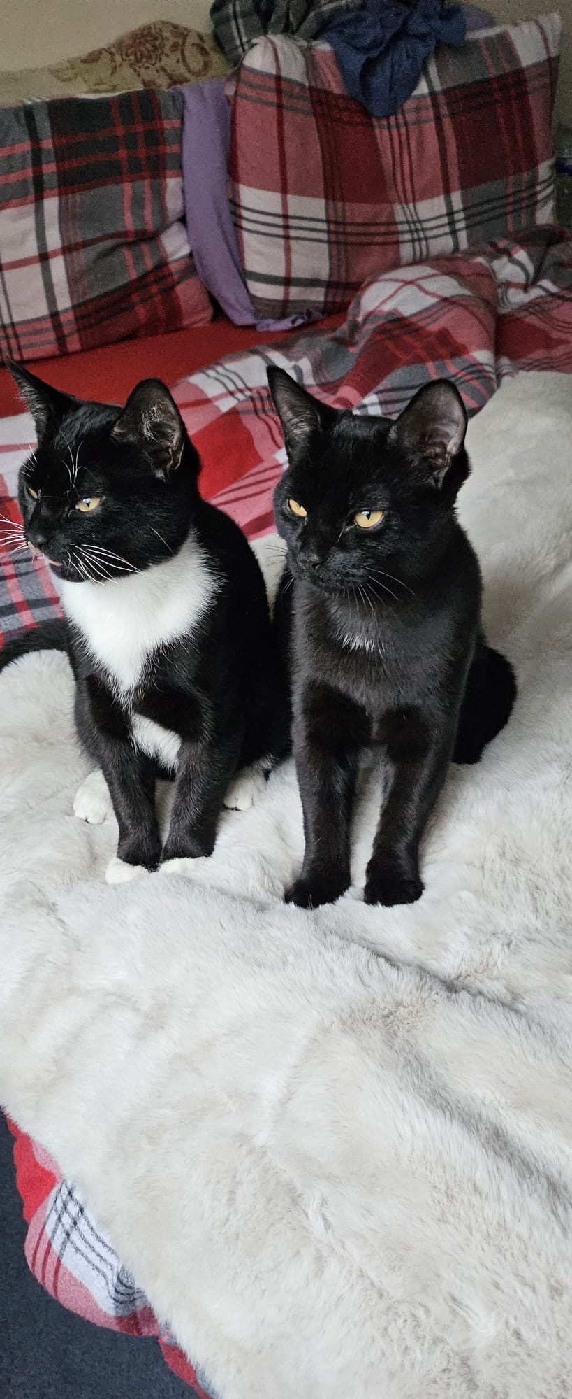 Theodore, Alvin & Simon