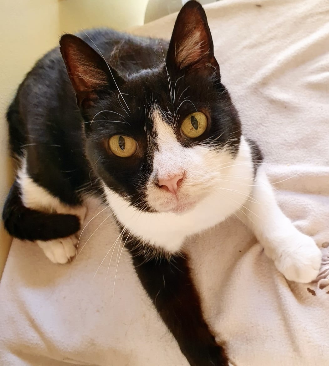 Toby RESERVED