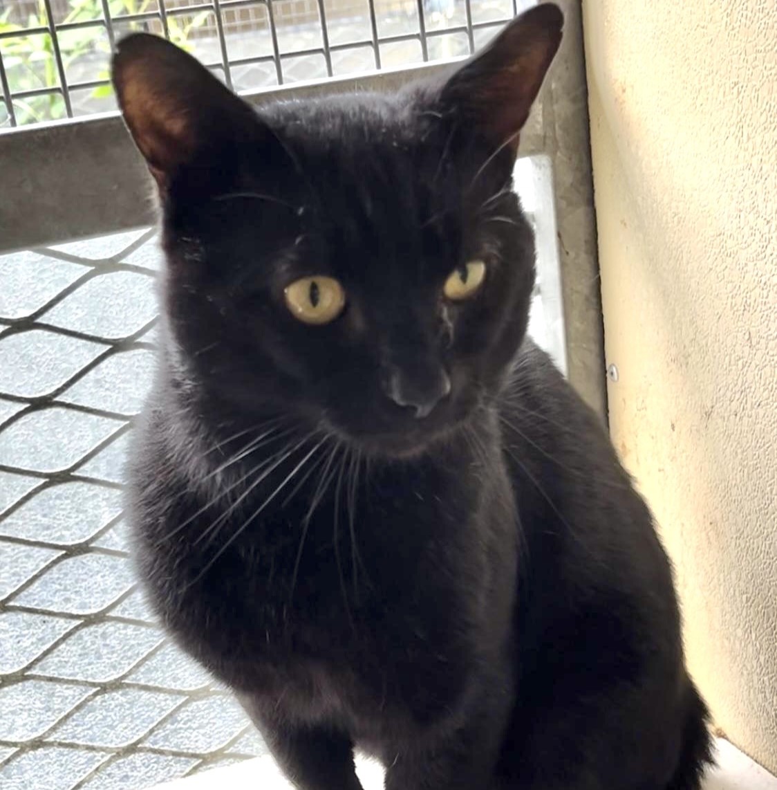 Tommy RESERVED