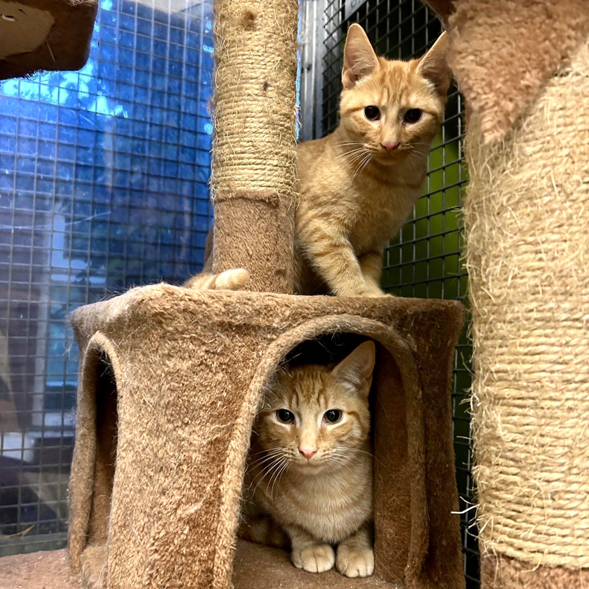 Toto and Claude RESERVED