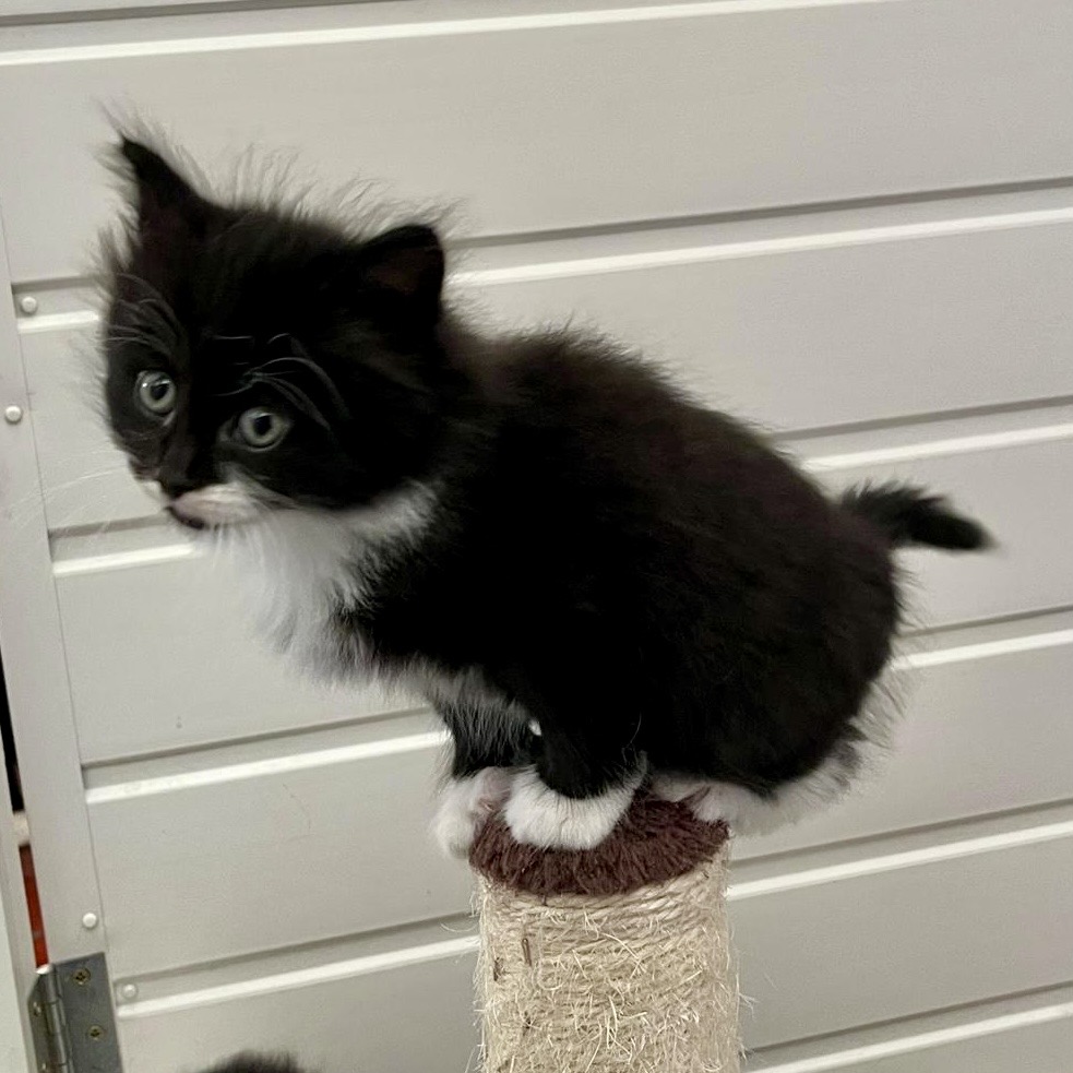 Basil
