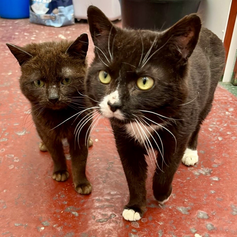 Jasper and Bobby