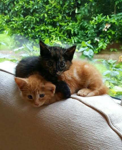 Jaffa and Juniper